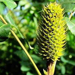 别名:化香果,化香树球性味:味辛,性温.归经:归肺,脾,大肠经.