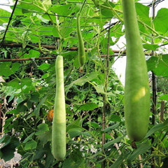 馆 中草药 利水渗湿药 瓠子huzi 别名:甘瓠,甜瓠,净街棰,龙蜜瓜,天瓜