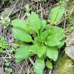 中医馆 中草药 清热药 地白草dibaicao 别名:七星莲,天芥菜草,白菜仔