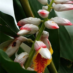 大良姜的功效与作用-图片-禁忌-乡间郎中