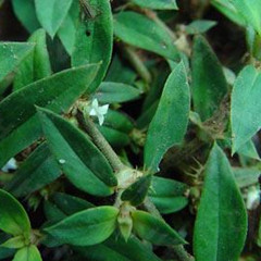 中医馆 中草药 清热药 粗叶耳草cuyeercao 别名:节节花  性味:味苦,性