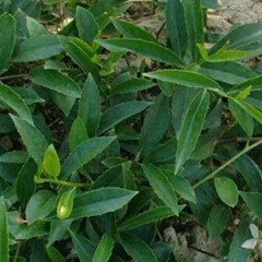 吹风散-吹风散的功效与作用-图片-禁忌-乡间郎中