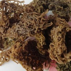 海粉