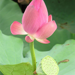 莲衣的功效与作用 图片 禁忌 用法用量 乡间郎中