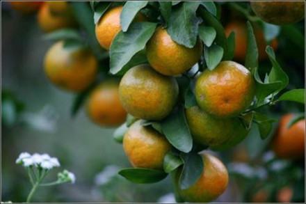 柑的功效与作用
