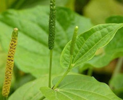荜茇根的功效与作用-图片-禁忌-用量-怎么吃-副作用-泡水喝的功效-乡间郎中