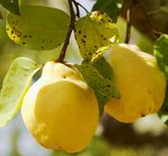 榅桲的功效与作用-图片-禁忌-用量-怎么吃-副作用-泡水喝的功效-乡间郎中