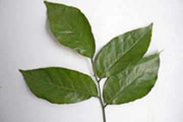 黄皮叶茶的功效与作用禁忌