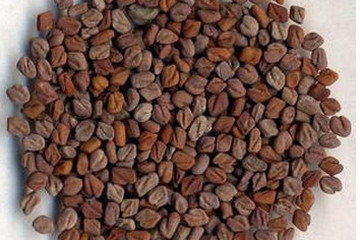 茺蔚子茶的功效与作用禁忌