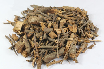 槲寄生茶的功效与作用禁忌