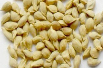 橘核茶的功效与作用禁忌