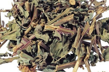 马鞭草茶的功效与作用禁忌