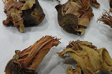 木棉花茶的功效与作用禁忌