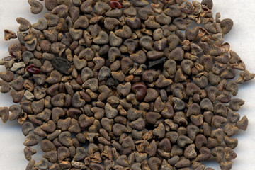 苘麻子茶的功效与作用禁忌