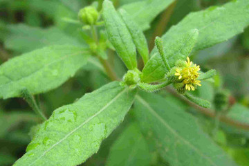 豨莶草茶的功效与作用禁忌