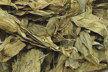 龙脷叶茶的功效与作用禁忌