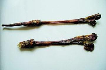 海狗肾茶的功效与作用禁忌