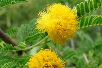 金合欢茶的功效与作用禁忌