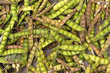 树豆茶的功效与作用禁忌