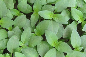 罗勒茶的功效与作用禁忌