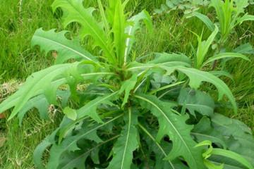 中药材 清热药 山莴苣shanwoju 别名:野生菜,土莴苣,鸭子食,苦芥菜