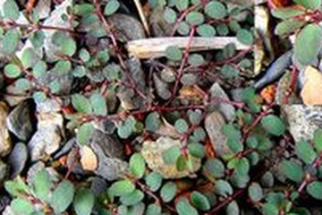 小飞扬草茶的功效与作用禁忌