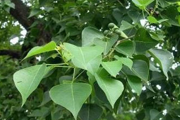 乌柏的功效与作用 图片 禁忌 乡间郎中