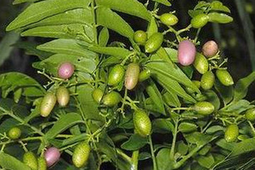 过山香茶的功效与作用禁忌