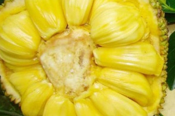 菠萝蜜茶的功效与作用禁忌