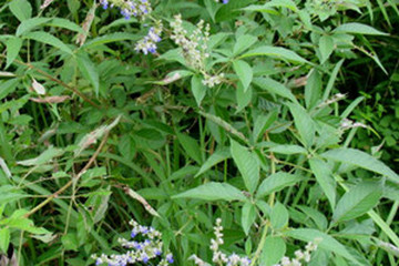 布荆茶的功效与作用禁忌