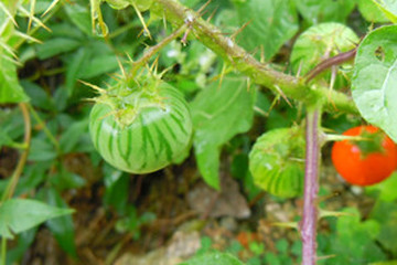刺天茄茶的功效与作用禁忌