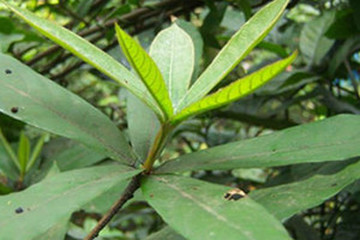 草药跌打王 特效图片