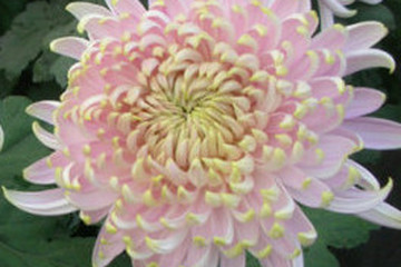 点地梅的功效与作用 图片 禁忌 乡间郎中