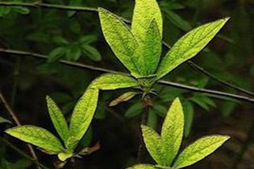 杜鹃花叶茶的功效与作用禁忌