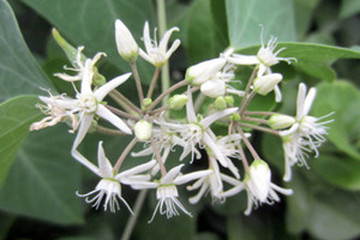 鹅绒藤茶的功效与作用禁忌