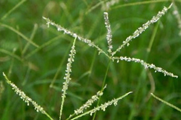 狗牙根茶的功效与作用禁忌