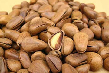 海松子茶的功效与作用禁忌