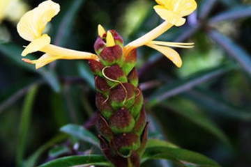 花叶假杜鹃茶的功效与作用禁忌