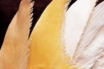 鲛鱼翅的功效与作用 图片 禁忌 乡间郎中