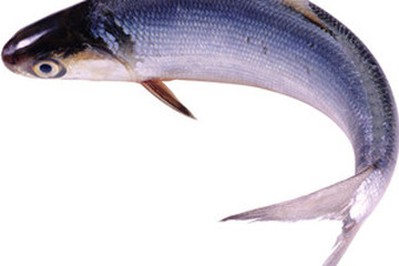 鲛鱼的功效与作用 图片 禁忌 乡间郎中