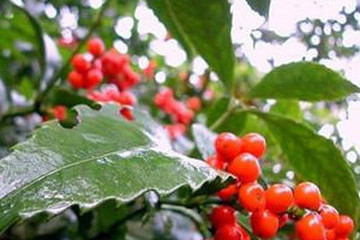 九节茶茶的功效与作用禁忌