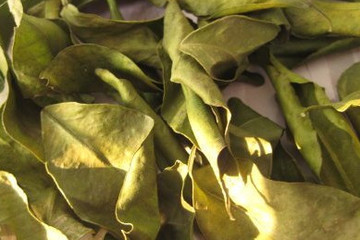 橘叶茶的功效与作用禁忌