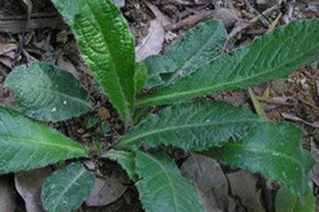 苦地胆茶的功效与作用禁忌