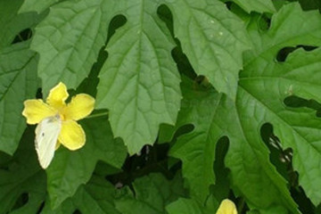 苦瓜叶茶的功效与作用禁忌