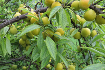 李子茶的功效与作用禁忌