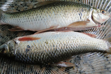 鲮鱼的功效与作用-图片-禁忌-乡间郎中