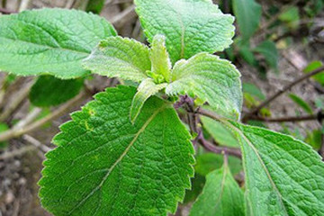 零陵香茶的功效与作用禁忌