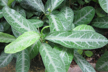 龙利叶茶的功效与作用禁忌