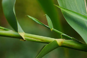 芦竹沥茶的功效与作用禁忌