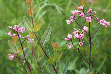罗布麻茶的功效与作用禁忌